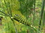 虫子