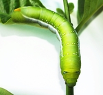 虫子