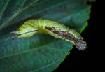 昆虫