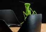昆虫