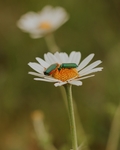 昆虫