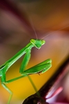 昆虫