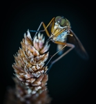 昆虫