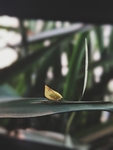 昆虫