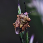 昆虫