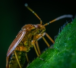 昆虫