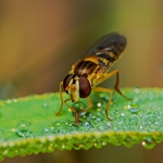 昆虫