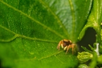 虫子