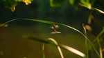 昆虫