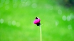 虫子