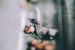昆虫