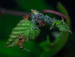 昆虫