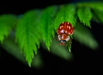 昆虫