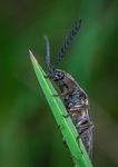 昆虫