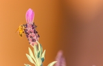 昆虫