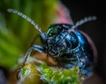 昆虫