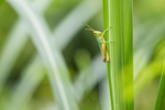 昆虫