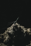 昆虫