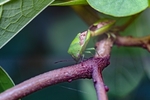 昆虫