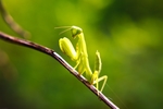 昆虫