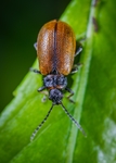 昆虫