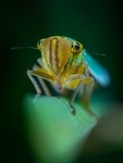 昆虫
