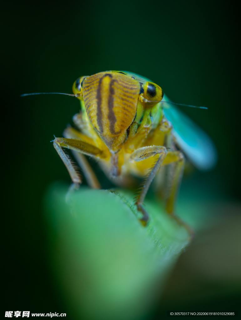 昆虫