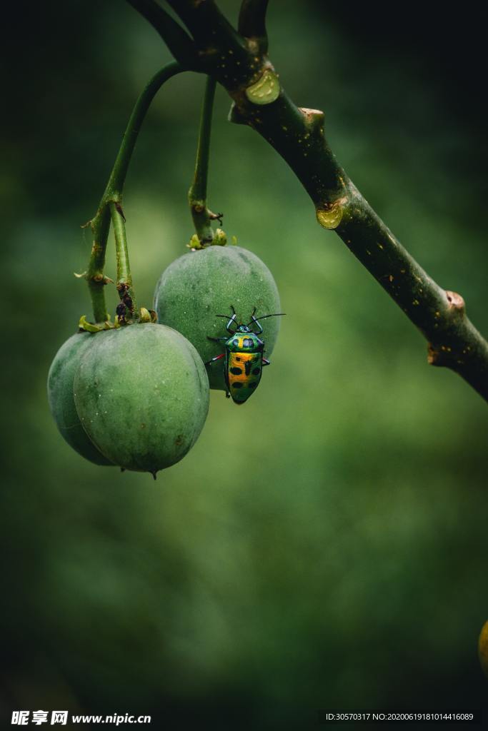 昆虫