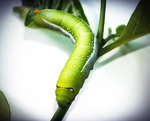 虫子