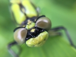 昆虫