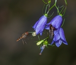 昆虫