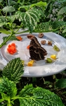 昆虫