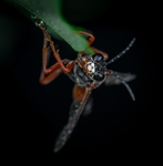 昆虫