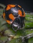 昆虫