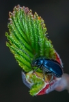 昆虫