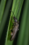 昆虫