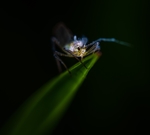 昆虫
