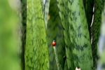 昆虫