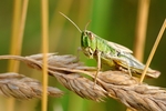 昆虫