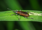 昆虫