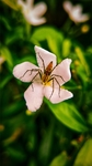蜘蛛