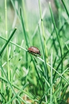七星瓢虫