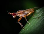 昆虫