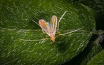 昆虫