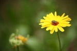蜜蜂