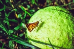 昆虫