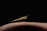 昆虫