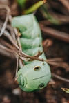 昆虫