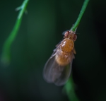 昆虫