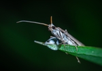 昆虫